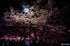 高田千本桜　2
