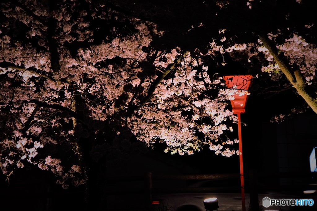 夜桜　2