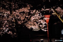 夜桜　2