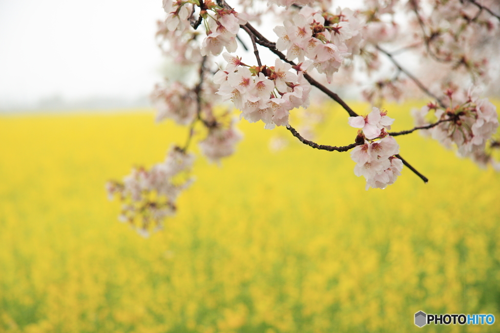 桜と菜の花畑