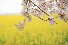 桜と菜の花畑