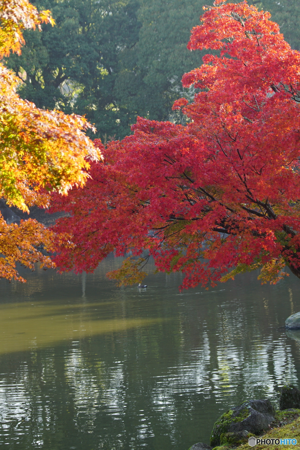 奈良公園　紅葉