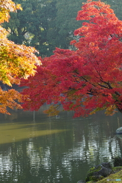 奈良公園　紅葉