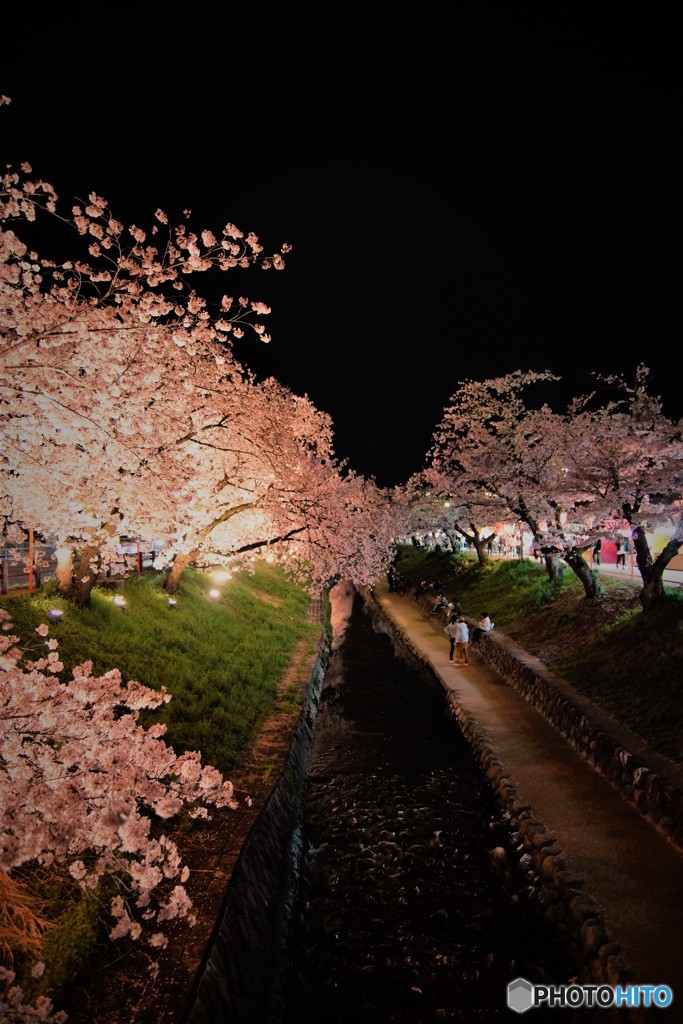 高田千本桜　4