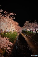 高田千本桜　4