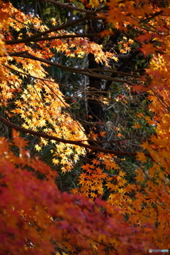 壷阪寺　紅葉