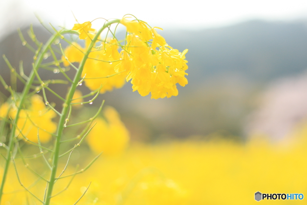 菜の花