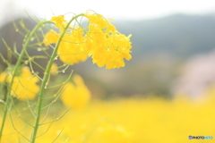 菜の花