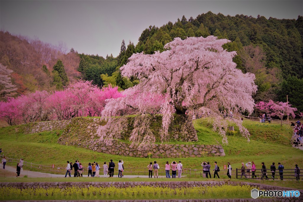 宇陀　又兵衛桜