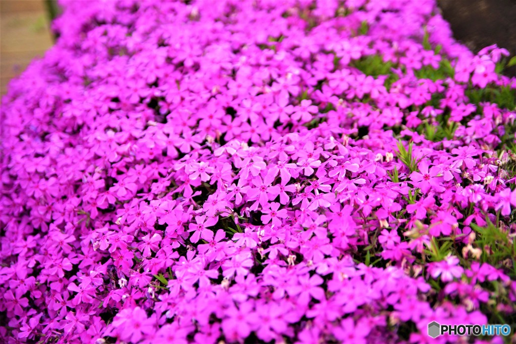 芝桜