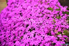 芝桜