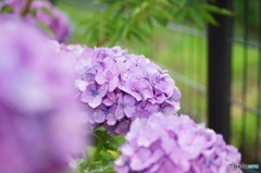 紫陽花2