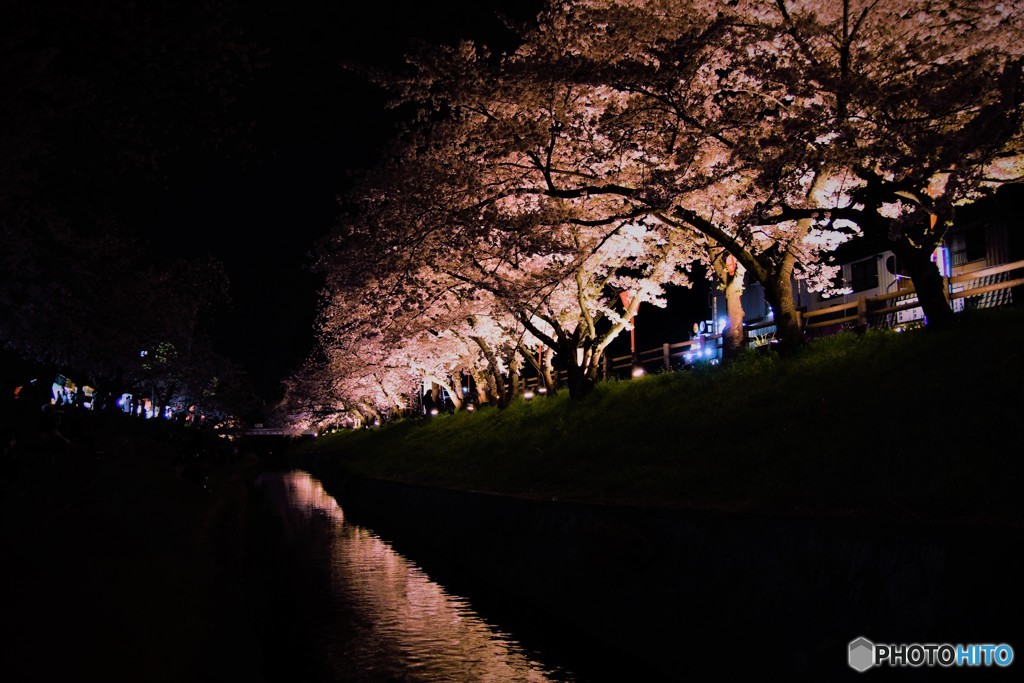 高田千本桜