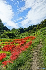 彼岸花2