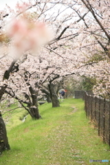 桜トンネル