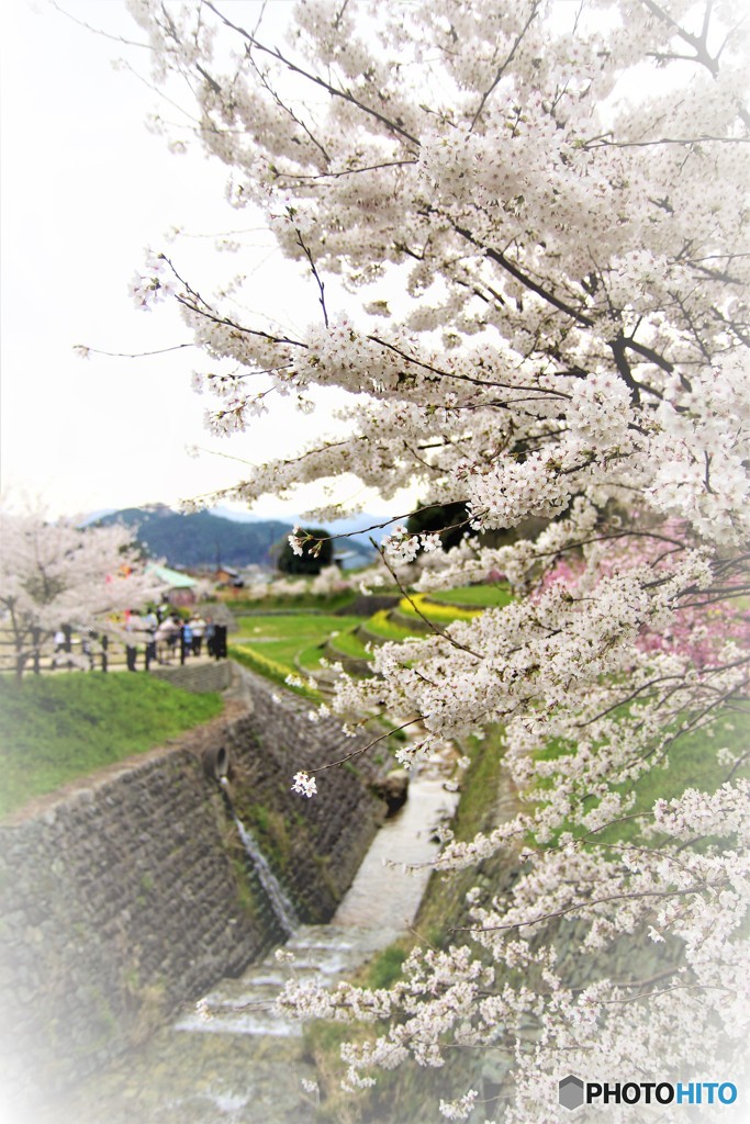 宇陀　桜」