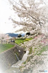 宇陀　桜」