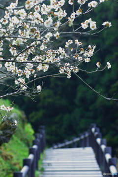 梅