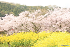 桜　菜の花