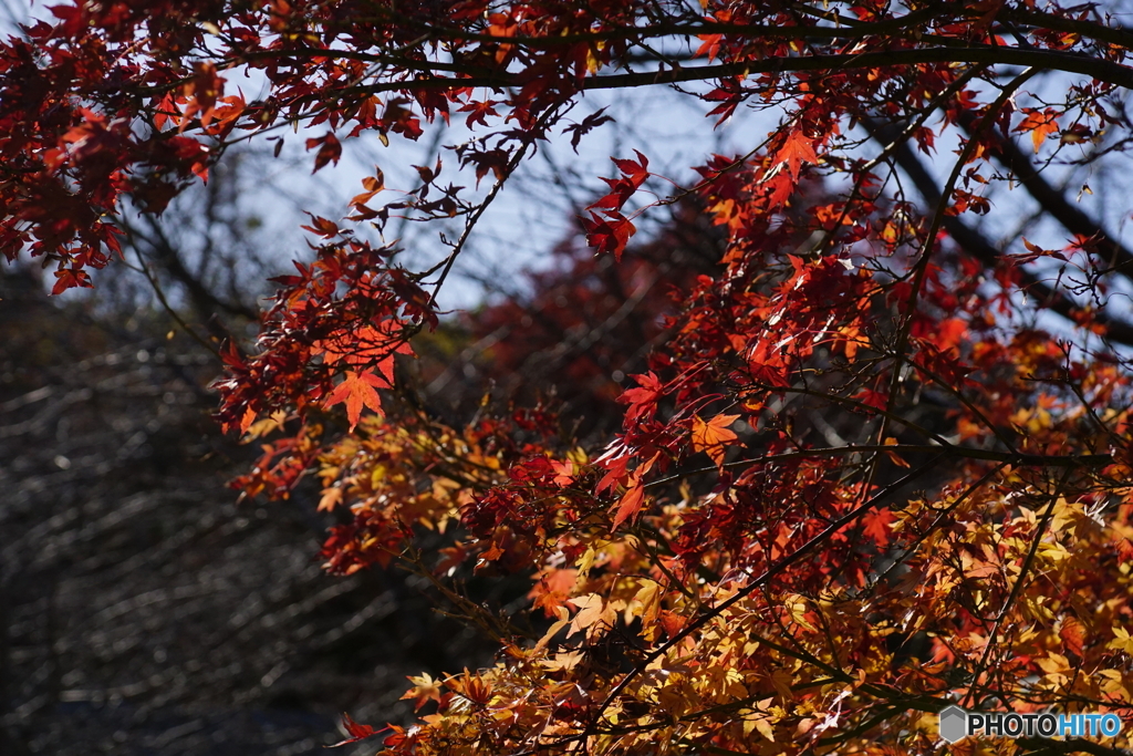 壷阪寺　紅葉2