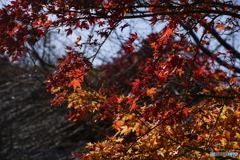 壷阪寺　紅葉2