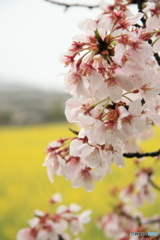 桜と菜の花畑　3
