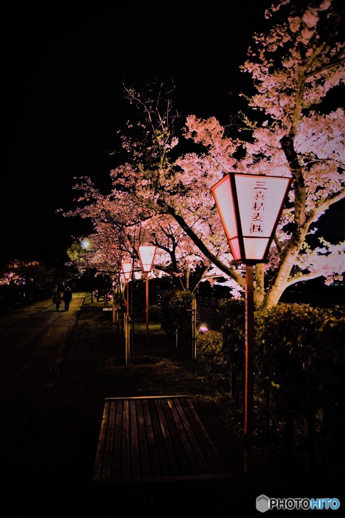 高田千本桜5