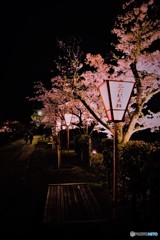 高田千本桜5