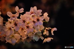 夜桜　3