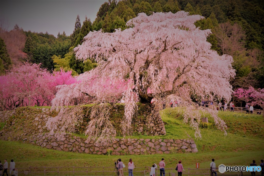 樹齢３００年