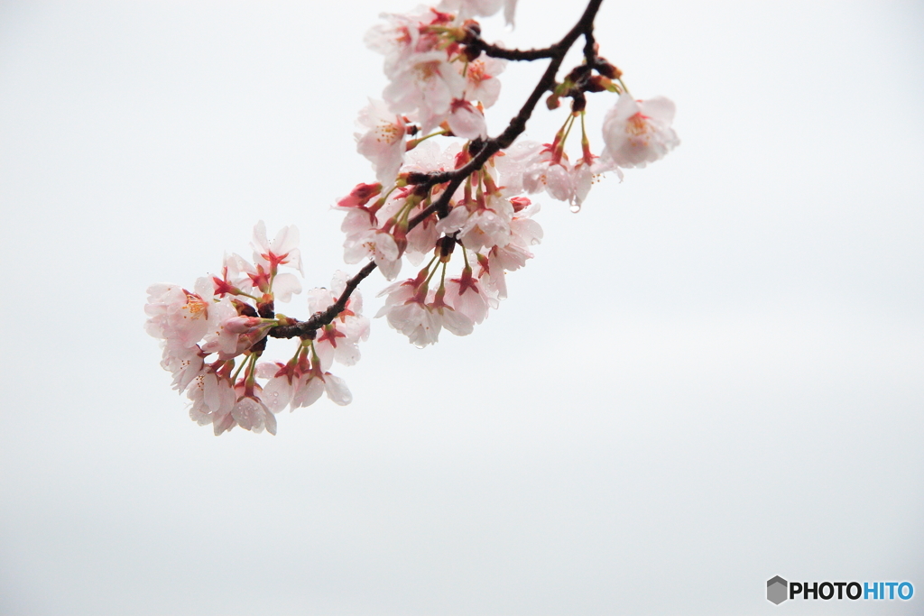 雨の中の桜