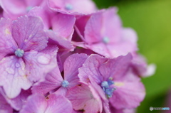 紫陽花