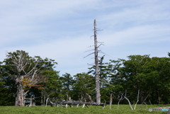 大台ケ原2