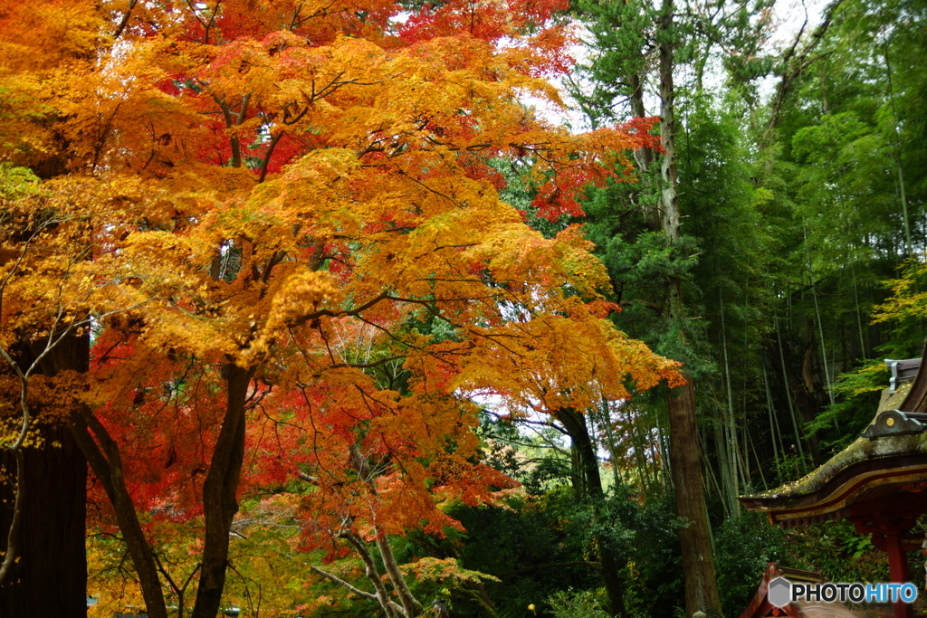 紅葉3