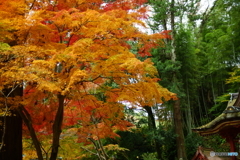 紅葉3