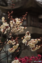道明寺天満宮