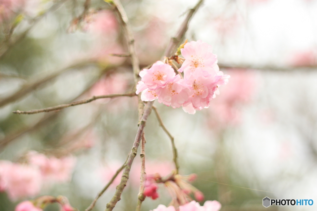 枝垂れ桜　2