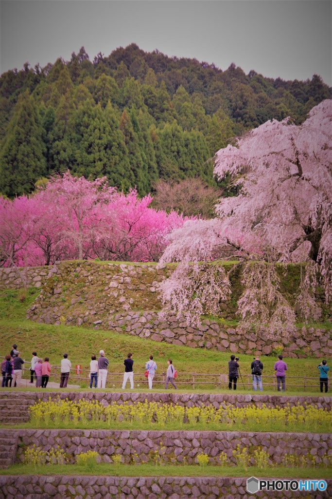 又兵衛桜4