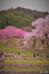 又兵衛桜4