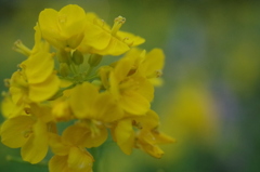 菜の花