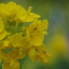 菜の花