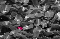 ハスの花－part2