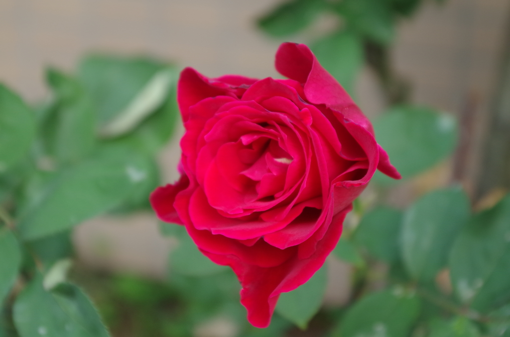 IMGP0220