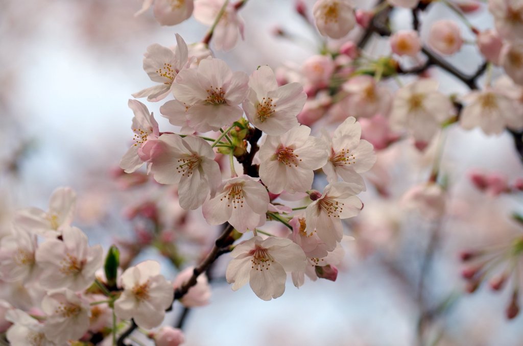 上野の桜-3