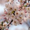 上野の桜-3
