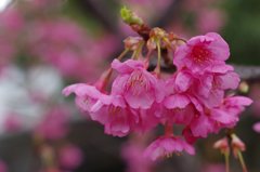 河津桜