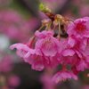 河津桜