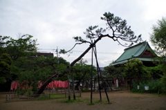 市川の松の木が・・・