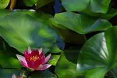 ハスの花