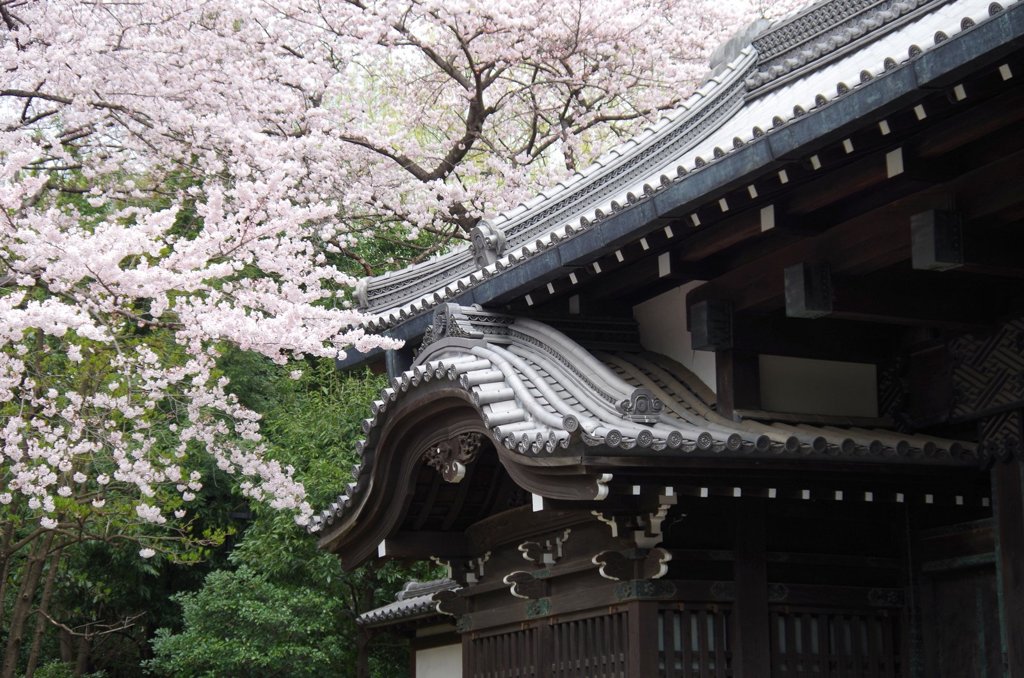 上野の桜-2